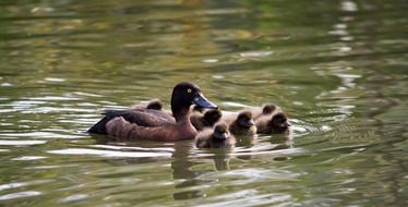 duck with fluffy ducklings on the water