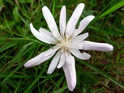 macro view of white flower with thin petals