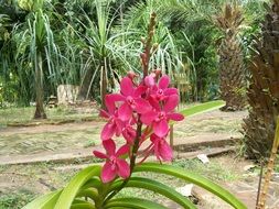 pink orchid among tropical nature