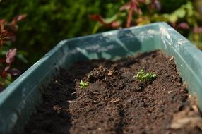 Green plants in dark earth