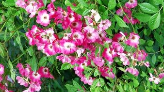 pink flowers on a hedge