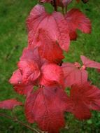 extraordinary beautiful pink bush