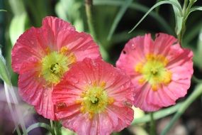 drops of water on three pink poppies