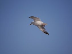 Waterfowl bird in a flight