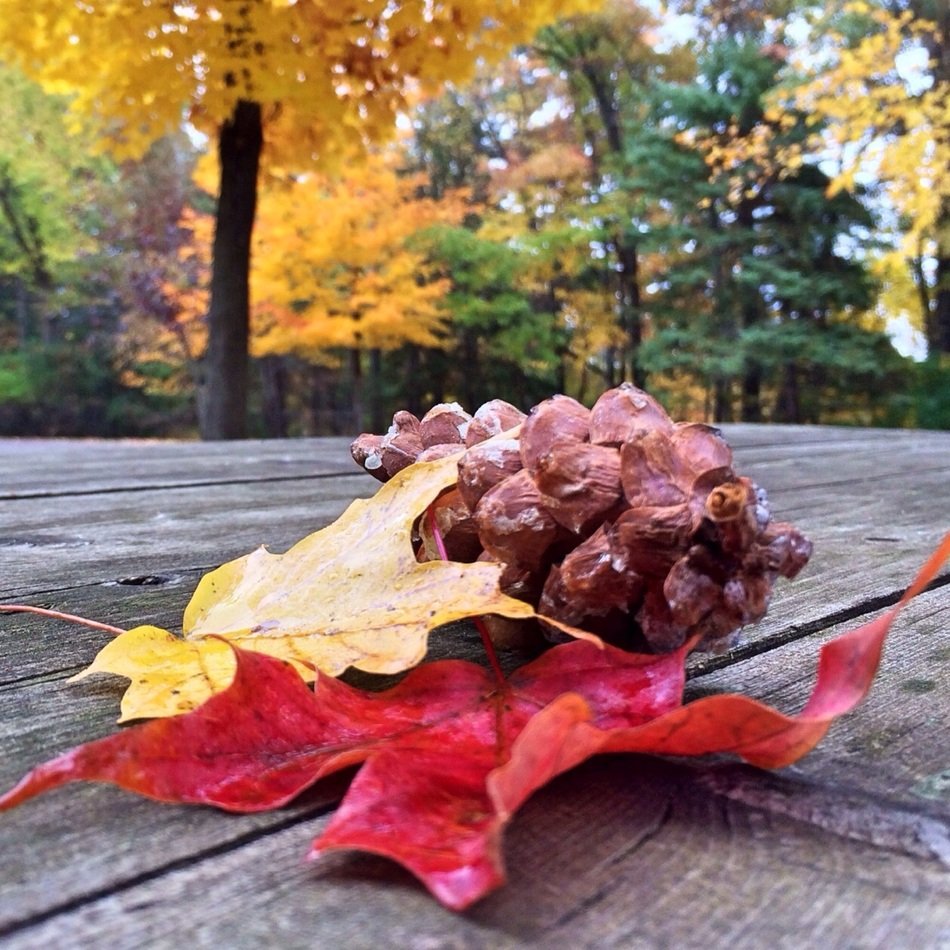 autumn leaves and cone
