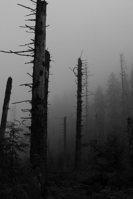 forest in the fog in the Tatras