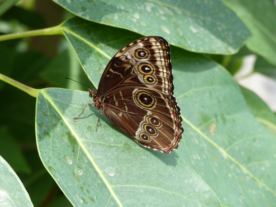 Macro photo of the butterfly on the leaf