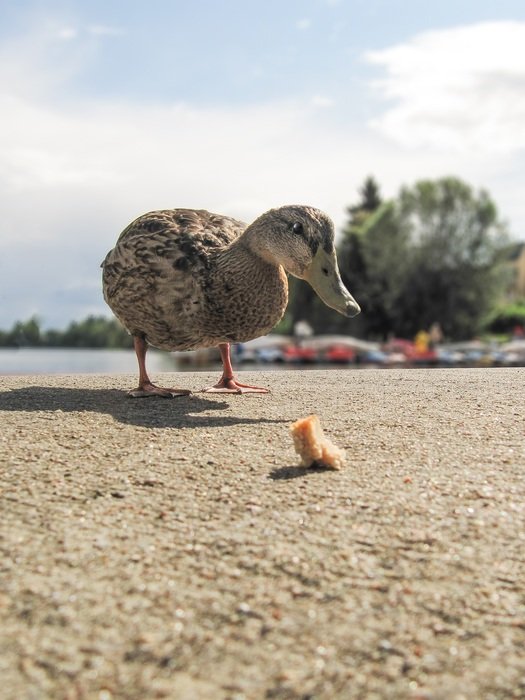 Mallard with food