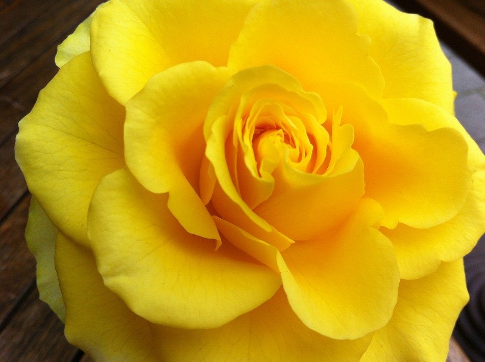 Beautiful yellow rose