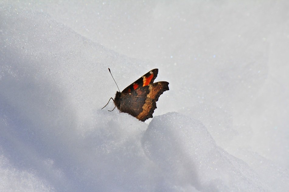 Picture of butterfly on a snow