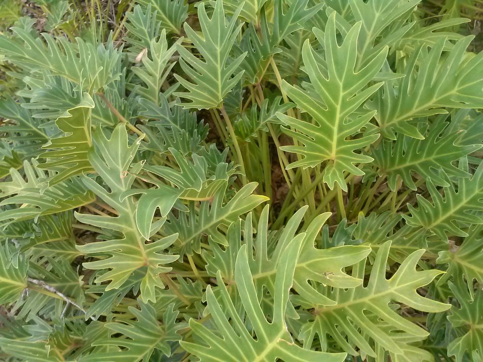 green leaves of Philodendron, background