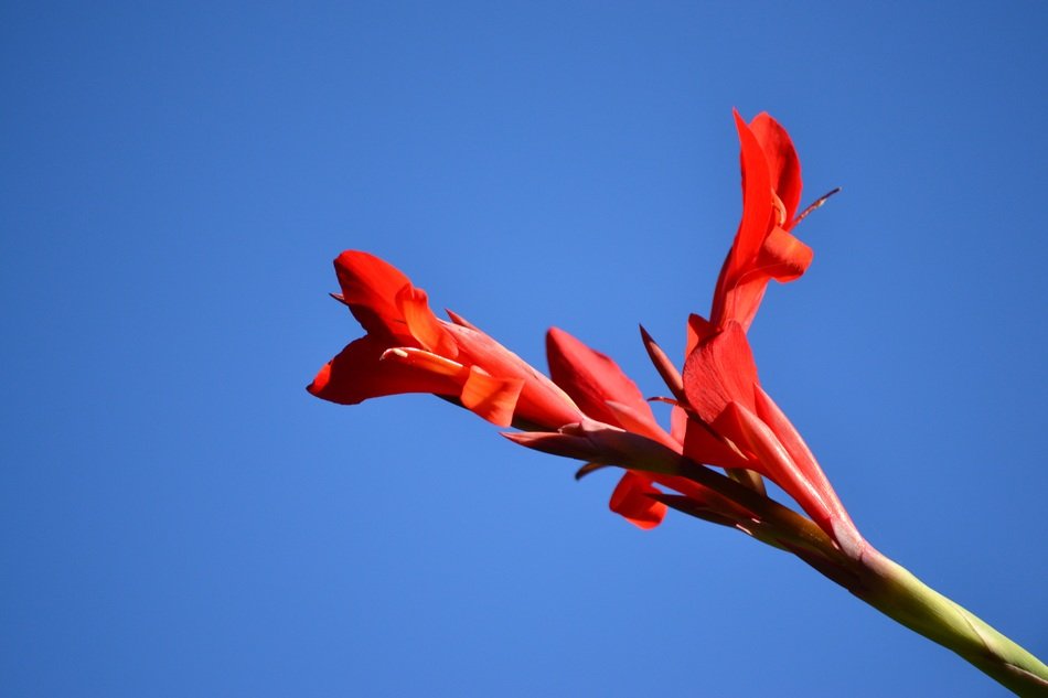 red bloom of a ginger