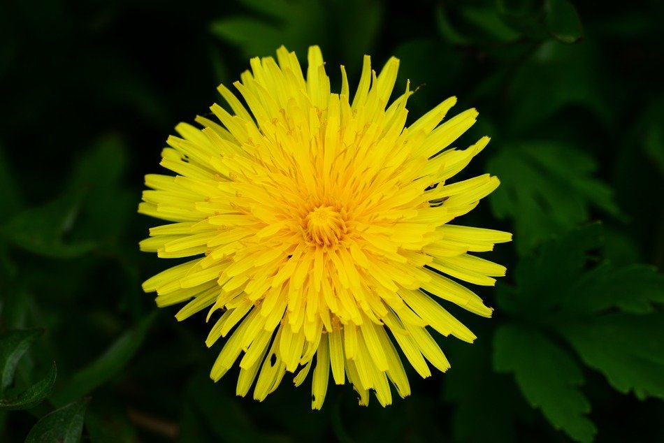 Perfect Yellow common dandelion flower
