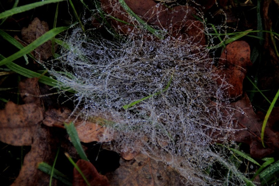 stunningnetwork dew drip grass close
