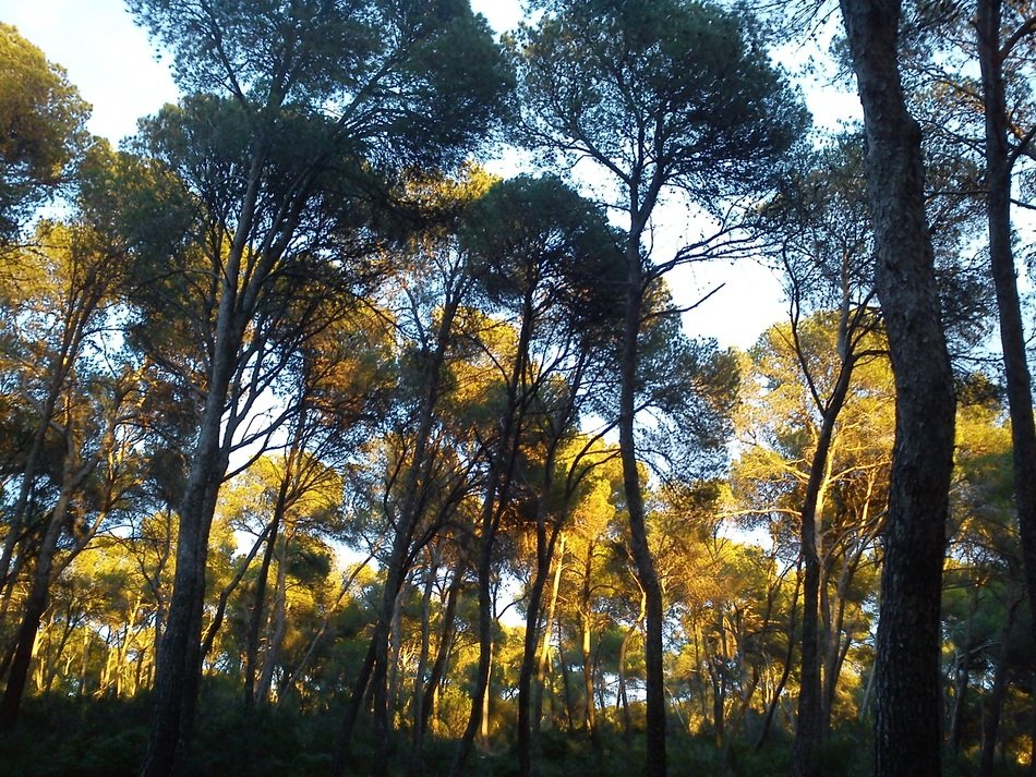 Beautiful and colorful pine forest in Mallorca, Spain