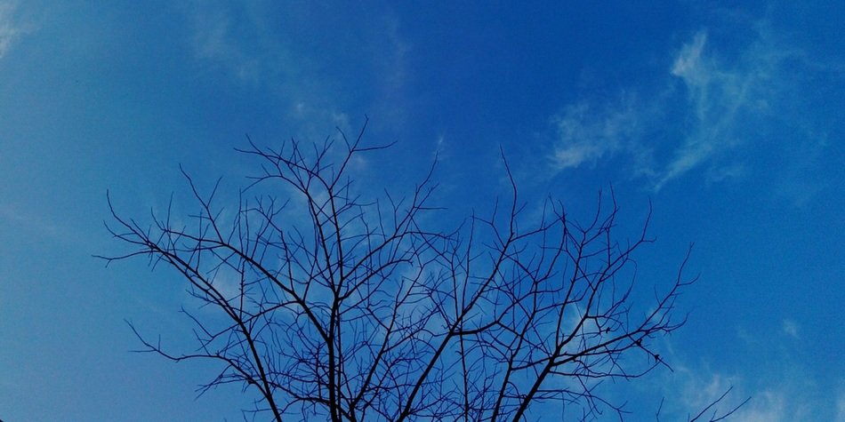 bare tree against the clear sky