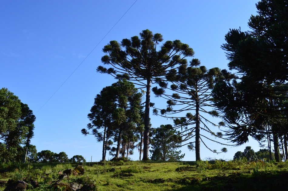 picturesque nature on pinheiro