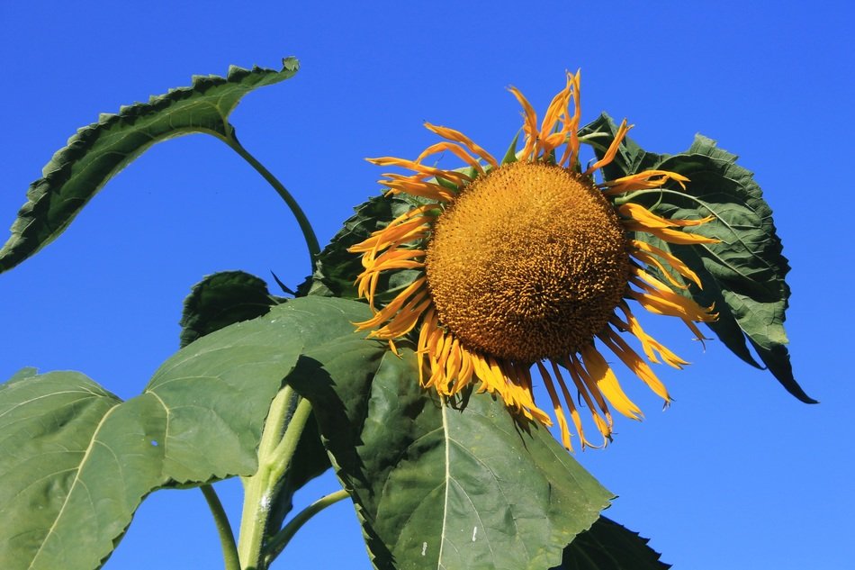 giant sunflower against the sky