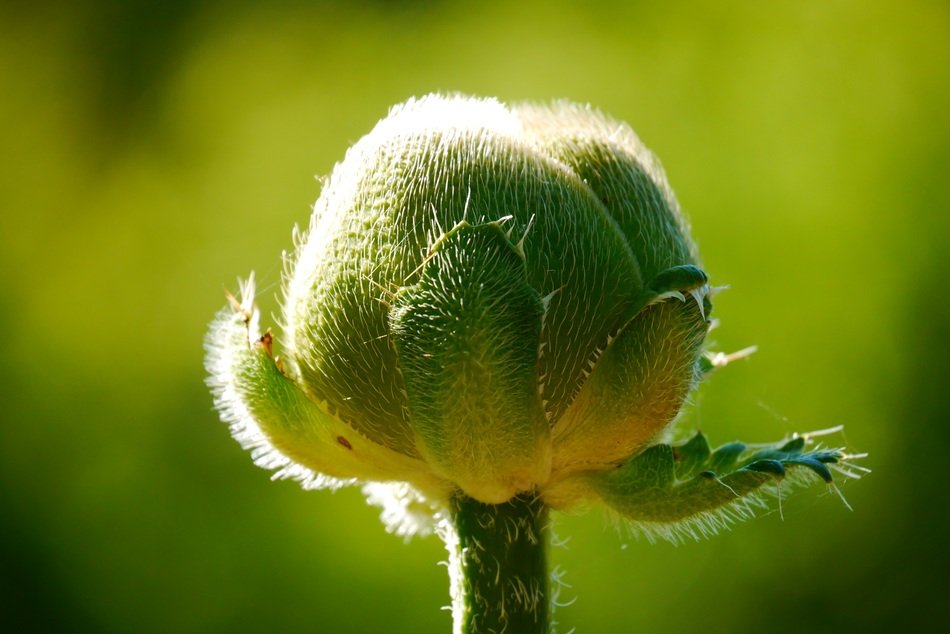 calyx of green poppy close-up on blurred background