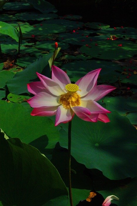 Colorful blossom in nature