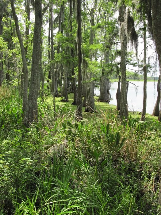 wetlands in louisiana