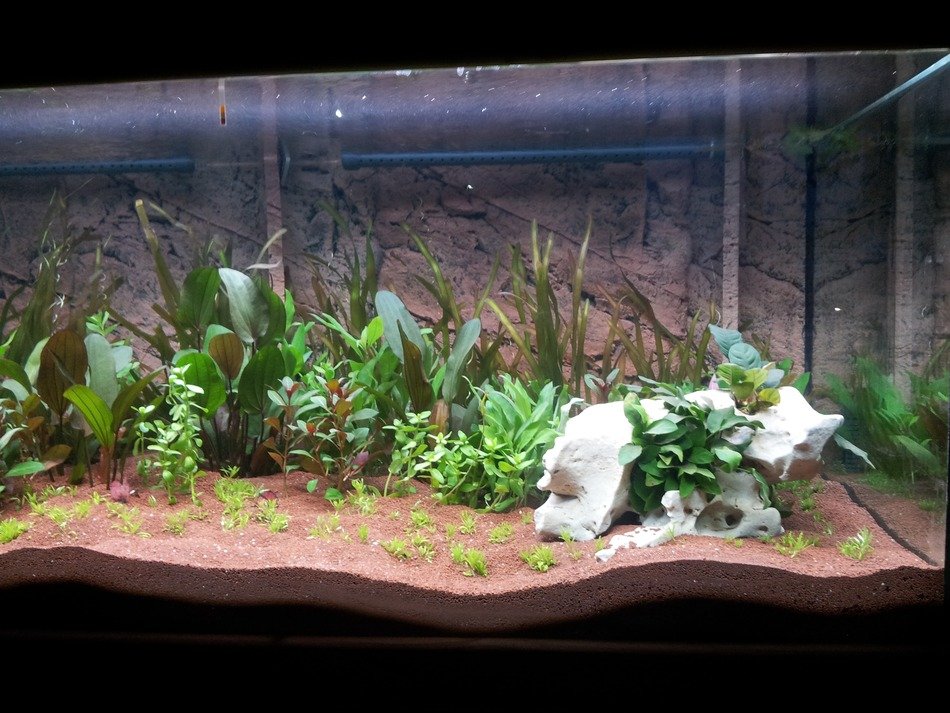 aquarium with seaweed
