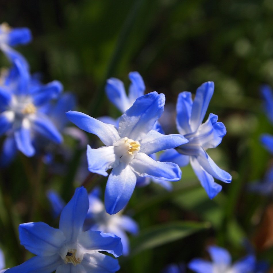 blue flowers in the spring forest