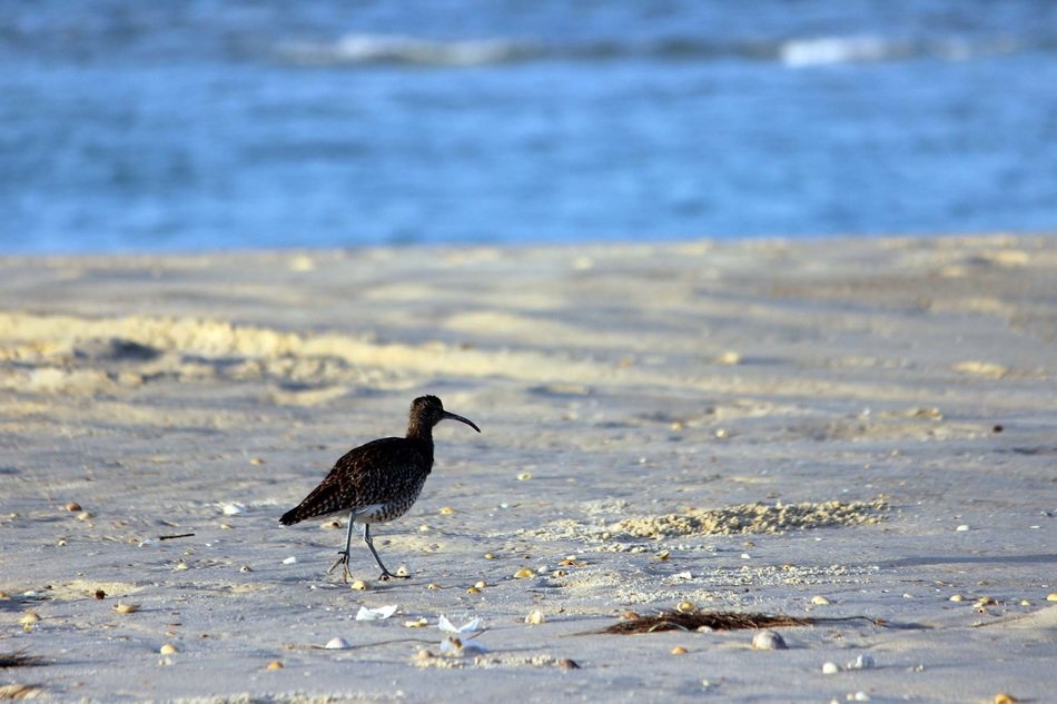 bird with a long beak on the seaside