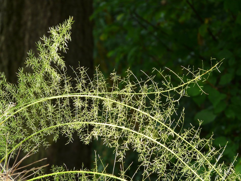 Beautiful green asparagus leaves near the tree in the forest