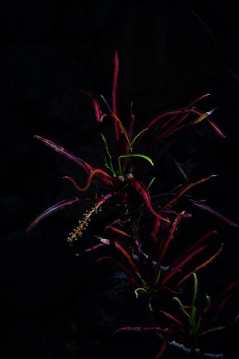 Beautiful and colorful croton plant at dark background