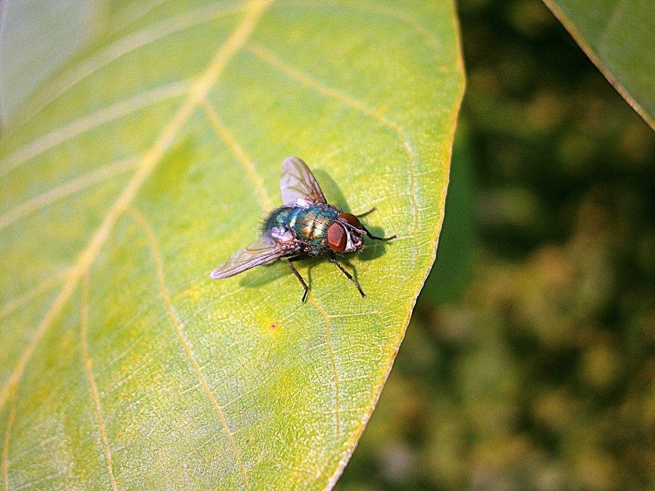 bluebottle fly