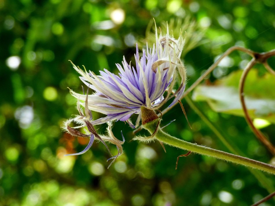 clematis flower on a background of trees