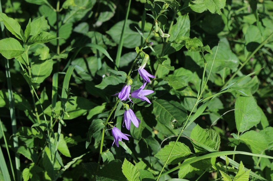 purple bells among green thickets