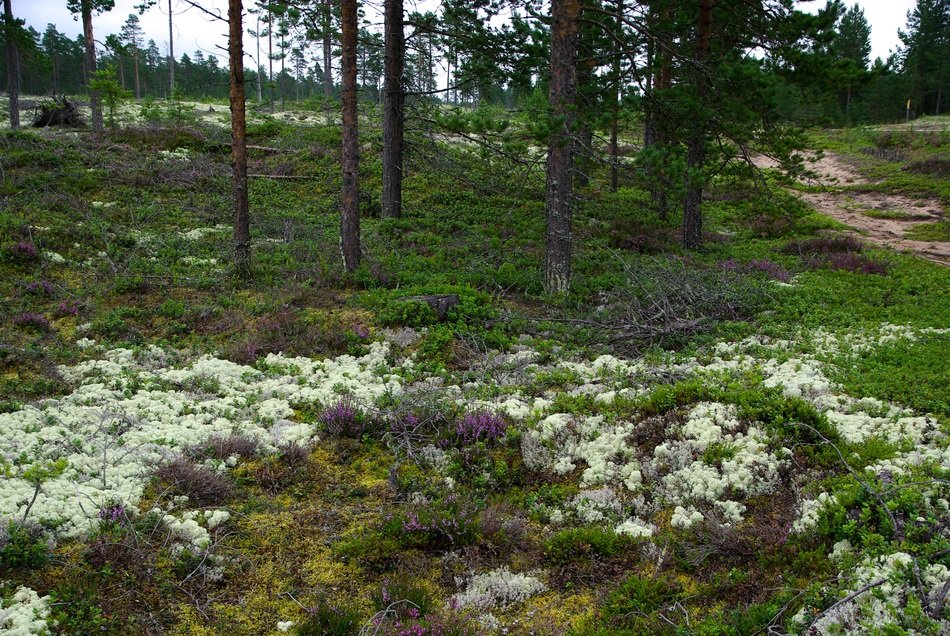 Foresr in Finland