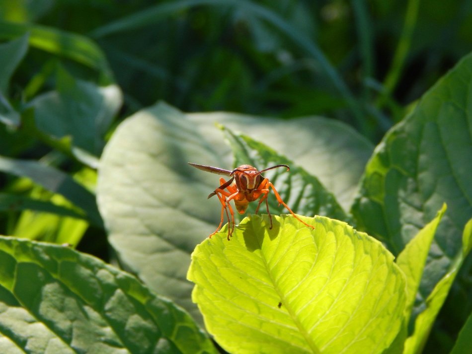 Maco photo of the wasp on the leaf