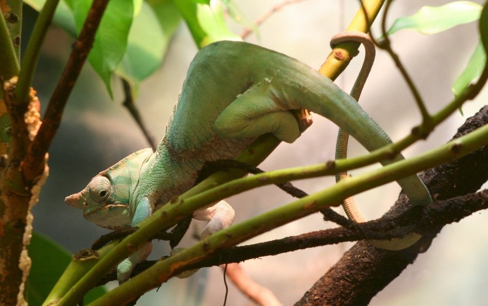 Two banded chameleon on the tree