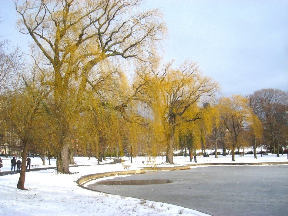 Beautiful park in winter time
