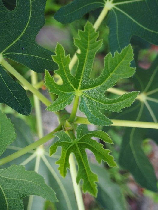 green fig leaves on tree