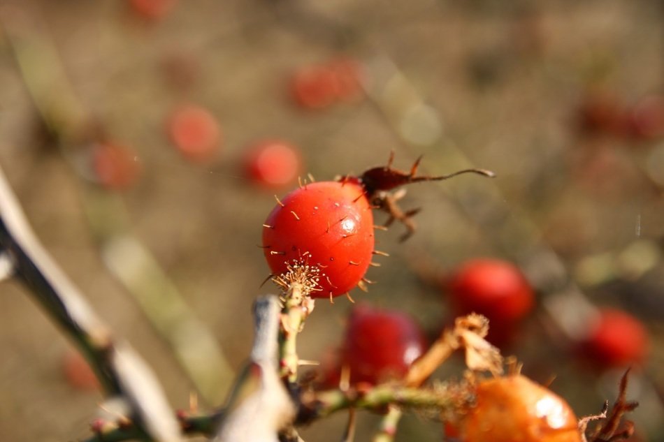 roseship fall autumn nature plant