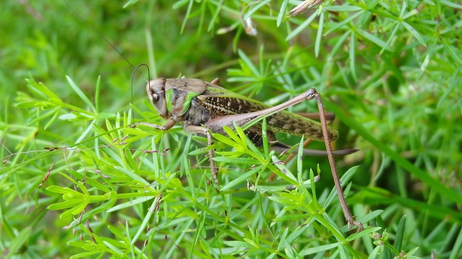 Cicada on grass