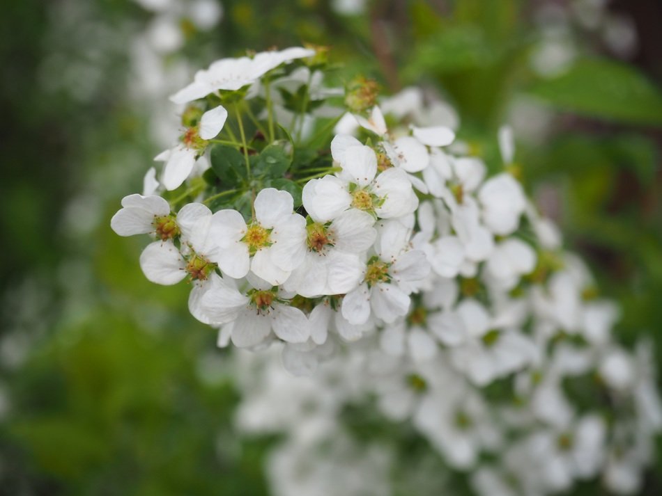 spiraea thunbergii close up
