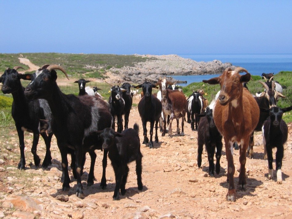 herd of goats on the Mediterranean coast