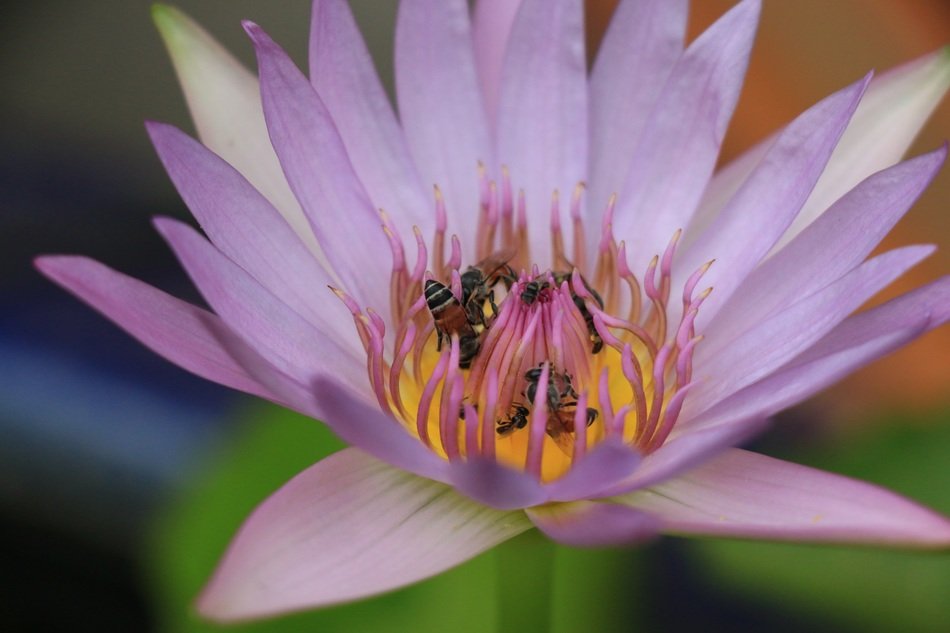 bees on the lotus flower