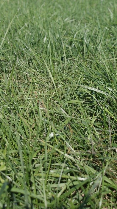 organic green grass in the pasture