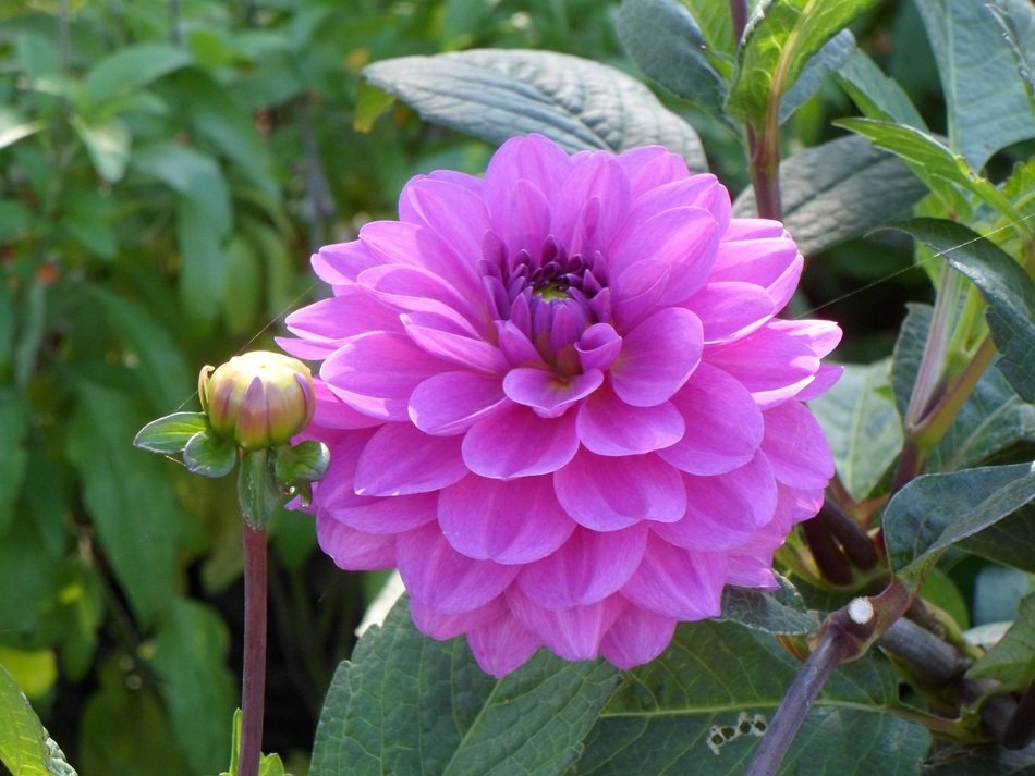 purple garden flower in summer