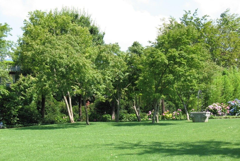 trees in the garden of Aeneas