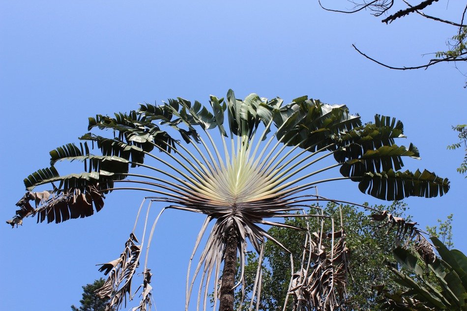 leaf tree exotic