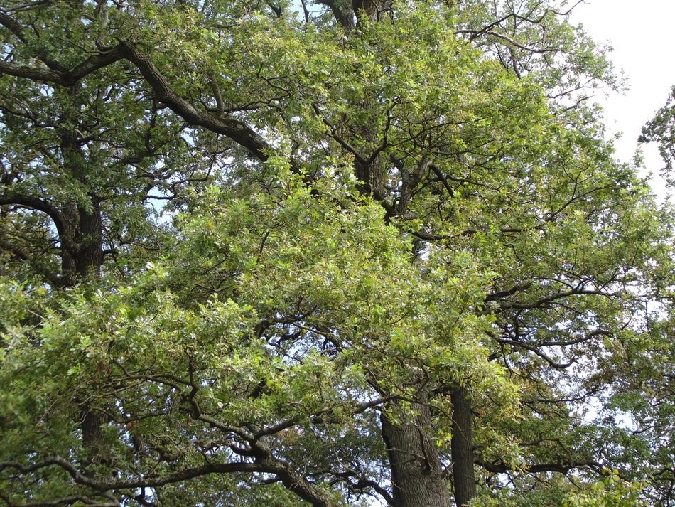 Picture of the oak trees in a park