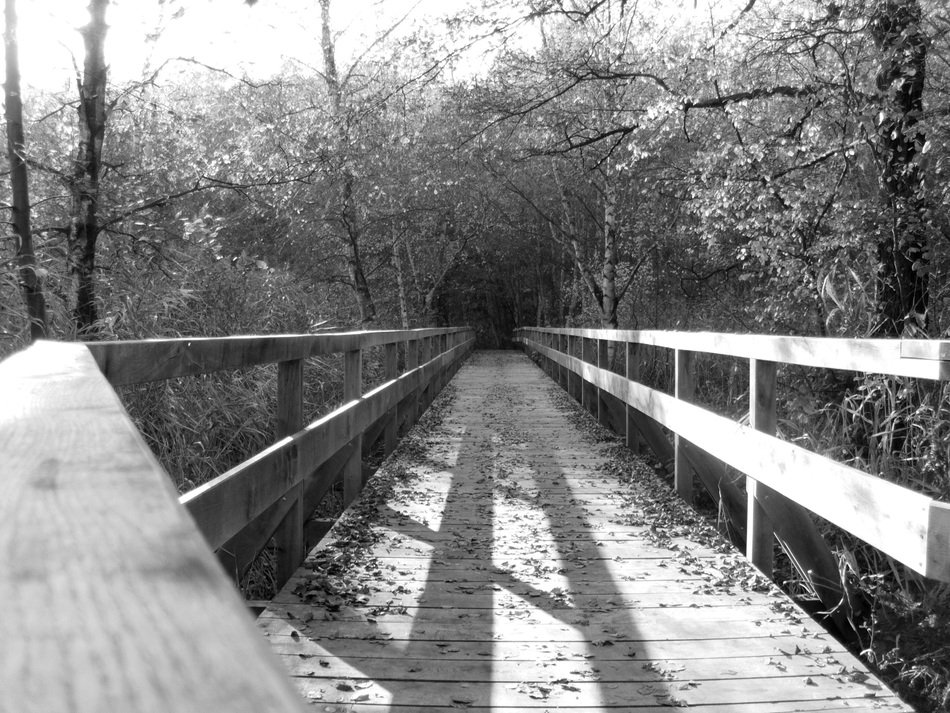 black and white image of a wooden bridge in nature