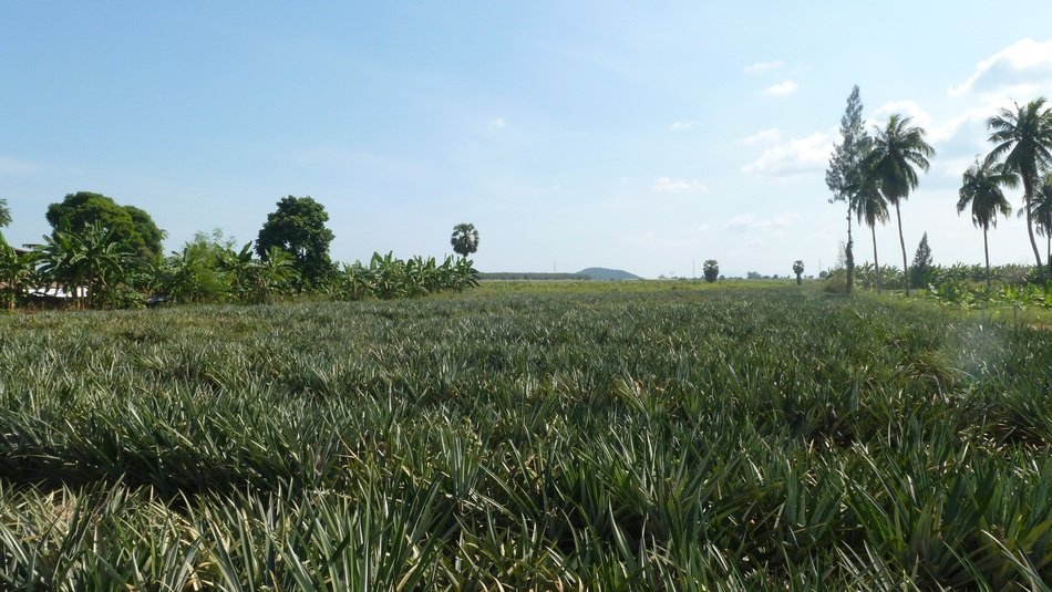 plantation in thailand